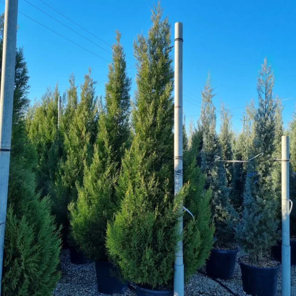 Cupressocyparis leylandii 2001 (Lejlandova cipresa)