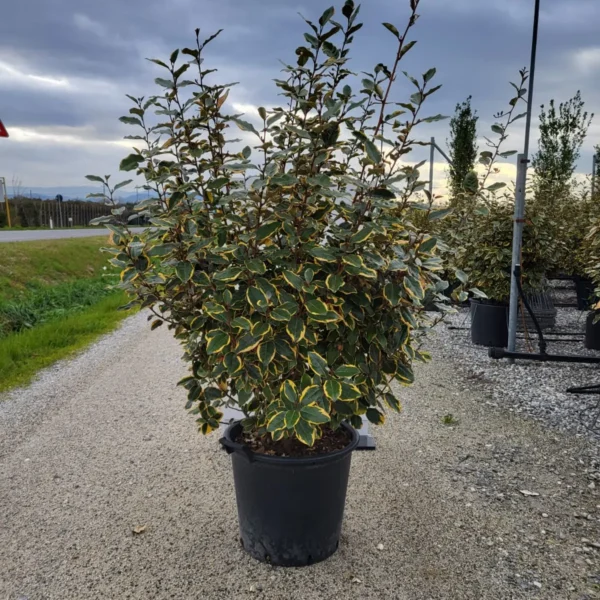 Elaeagnus ebbingei 'Viveleg' (Navadni oman Marela)