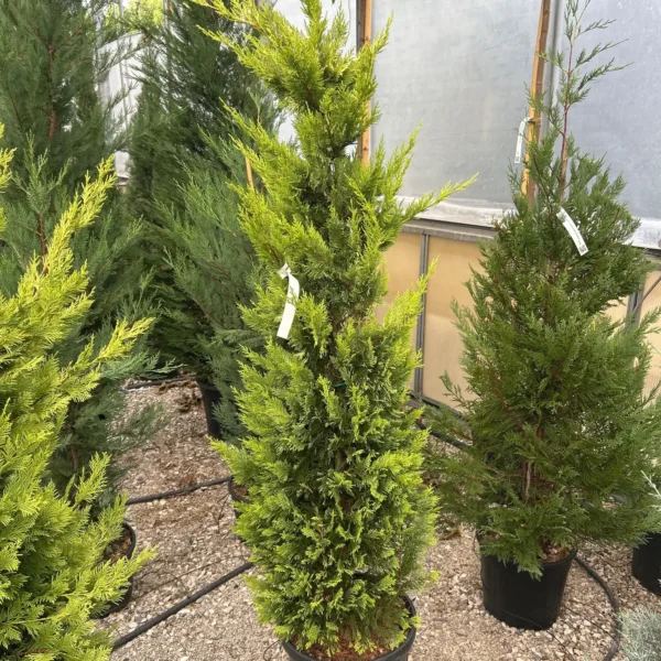 Cupressocyparis leylandii 'Gold Rider ' (Leylandova cipresa)