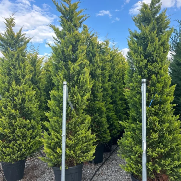 Cupressocyparis leylandii 'Gold Rider ' (Leylandova cipresa)