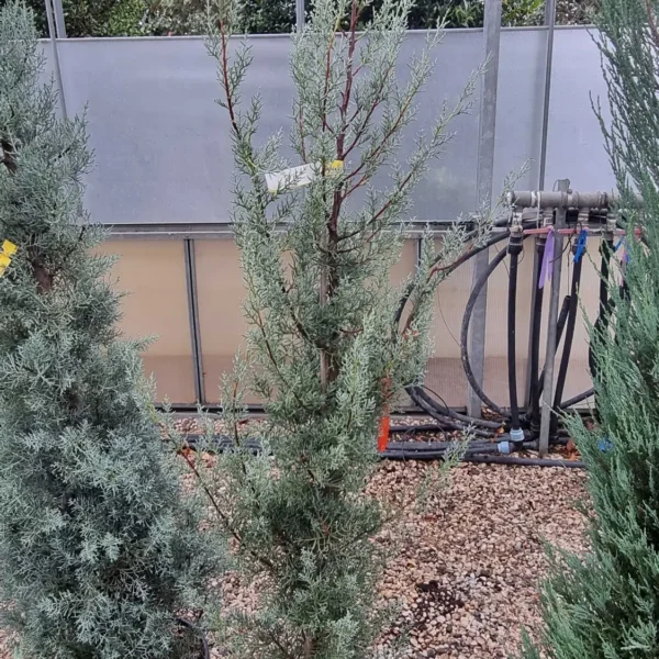 Cupressus arizonica 'Fastigiata' (Arizonska cipresa - POMPONS)