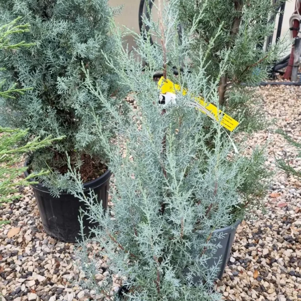 Cupressus arizonica 'Fastigiata' (Arizonska cipresa - POMPONS)
