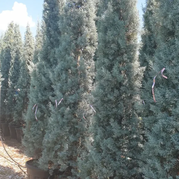 Cupressus arizonica 'Fastigiata' (Arizonska cipresa - POMPONS)