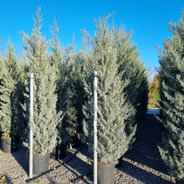 Cupressus arizonica 'Fastigiata' (Arizonska cipresa - POMPONS)