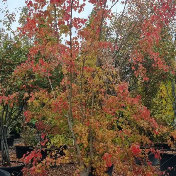 Acer buergerianum (Trizobi javor)
