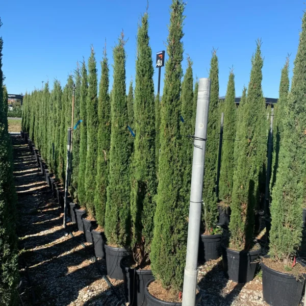 Cupressus sempervirens 'Pyramidalis' (Stebrasta cipresa)