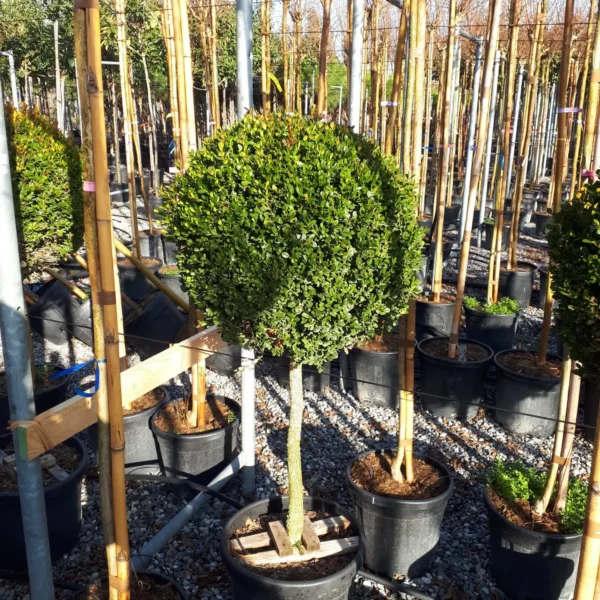 Buxus microphylla `Faulkner` (Drobnolistni pušpan)