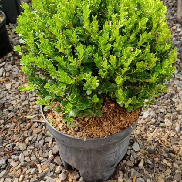 Buxus microphylla `Faulkner` (Drobnolistni pušpan)