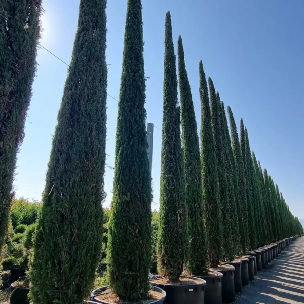 Cupressus sempervirens 'Pyramidalis' (Stebrasta cipresa)