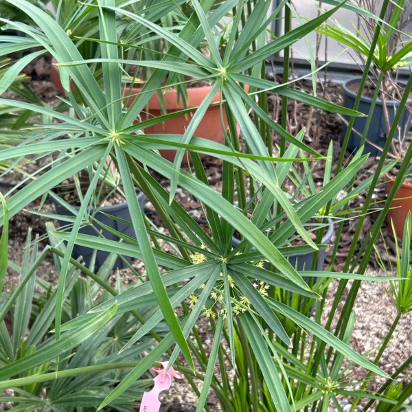 Cyperus papyrus (Papirus)