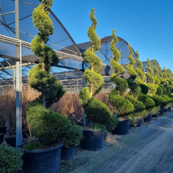 Cupressocyparis leylandii 'Castlew. Gold ' (Leylandova cipresa - SPIRAL)