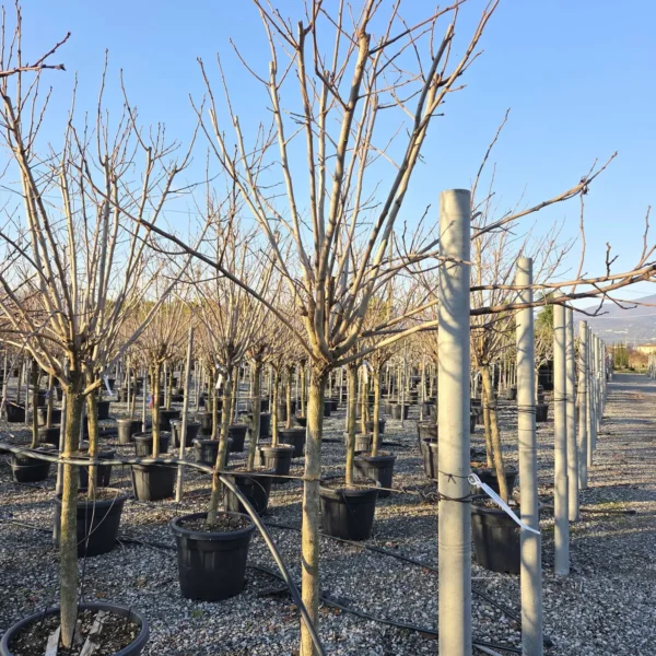 Diospyros kaki 'Tipo' (Diospiros)