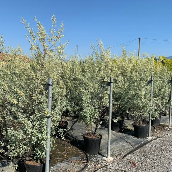 Elaeagnus angustifolia (Ozkolistna oljčica/Ruska oljka)