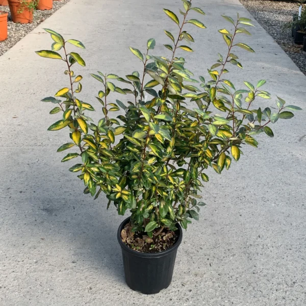 Eleagnus x ebbingei 'Limelight' (Pisanolistni oljkovec)