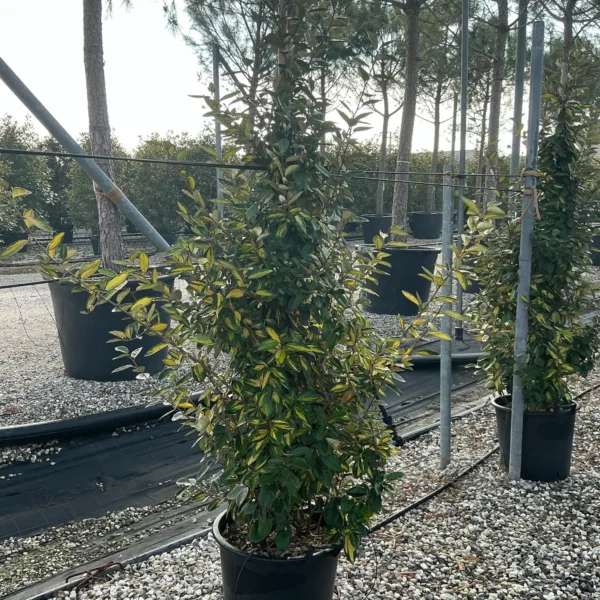 Eleagnus x ebbingei 'Limelight' (Pisanolistni oljkovec)