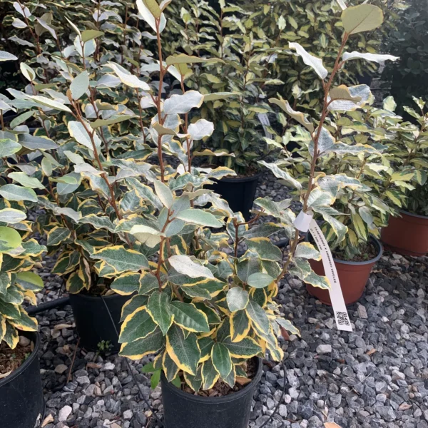 Elaeagnus ebbingei 'Viveleg' (Navadni oman Marela)