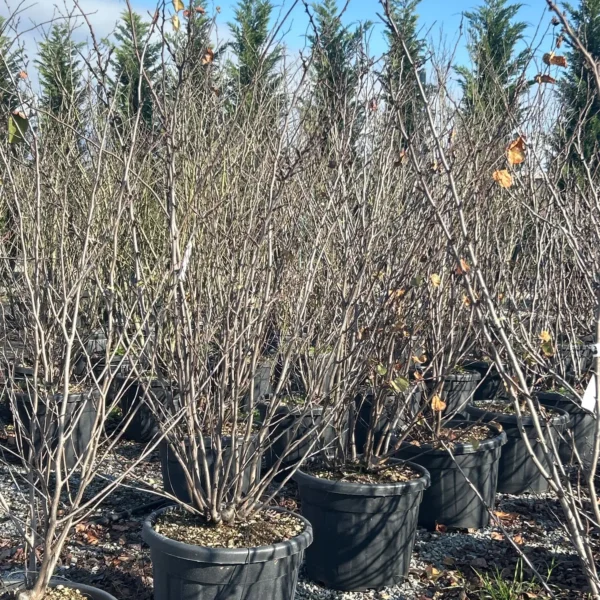 Cercis siliquastrum (Judeževo drevo/Nav.jadikovec)