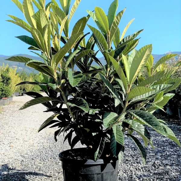 Eriobotrya japonica (Japonska nešplja)