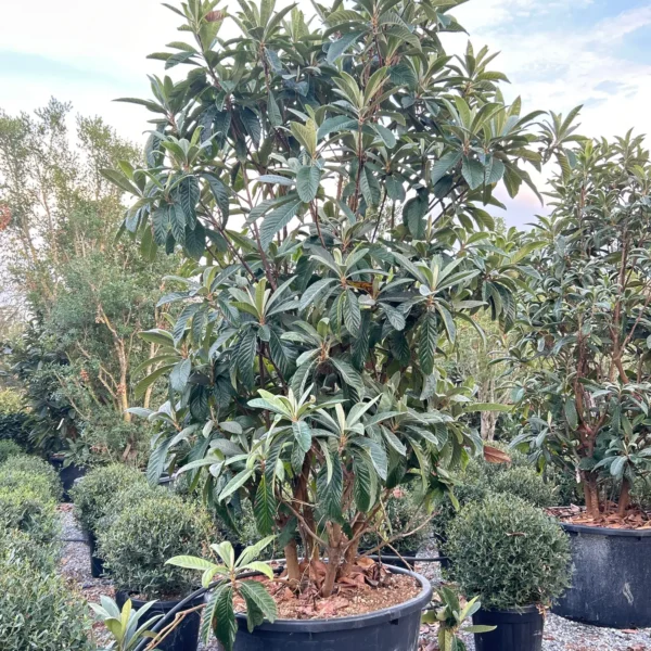 Eriobotrya japonica (Japonska nešplja)