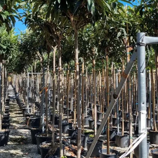 Eriobotrya japonica (Japonska nešplja)