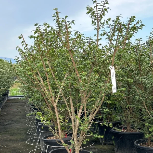 Euonymus alatus (Krilata trdoleska)