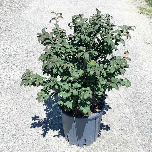 Euonymus alatus 'Compactus' (Krilata trdoleska)