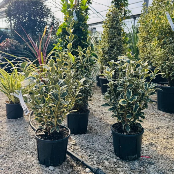 Euonymus japonicus Bravo