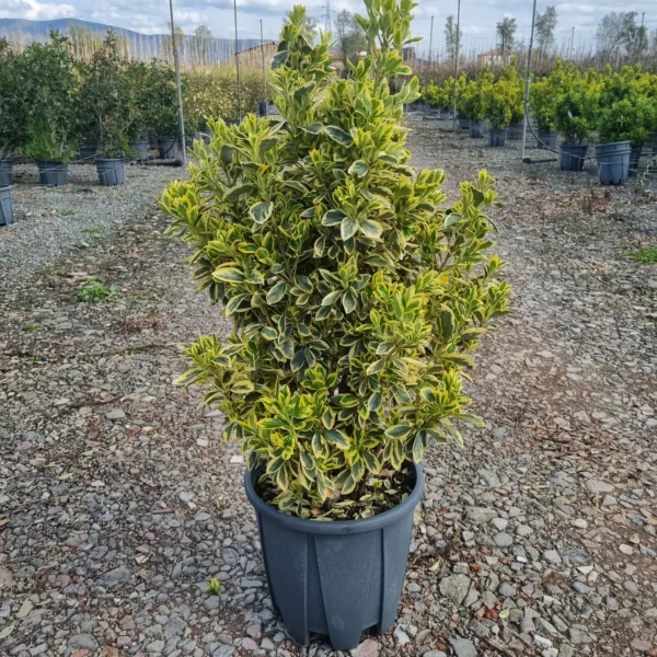 Euonymus japonicus Bravo