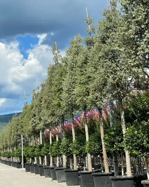 Quercus ilex ‘Rotundifolia’ – zimzeleni hrast | EXTRA soliter | sredozemska arhitekturna moč