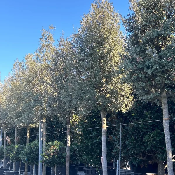 Quercus ilex ‘Rotundifolia’ – zimzeleni hrast | EXTRA soliter | sredozemska arhitekturna moč