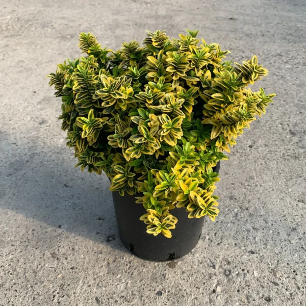 Euonymus japonicus 'Pulch Aureovariegatus' (Japonska trdoleska)