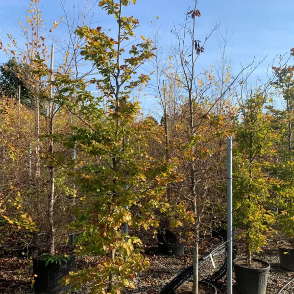 Fagus sylvatica (Navadna bukev)