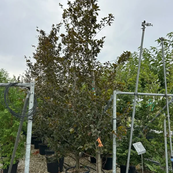 Fagus sylvatica ‘Atropurpurea’ – rdečelistna bukev