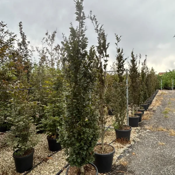 Fagus sylvatica 'Dawyck Purple (Rdečelistna stebrasta bukev)