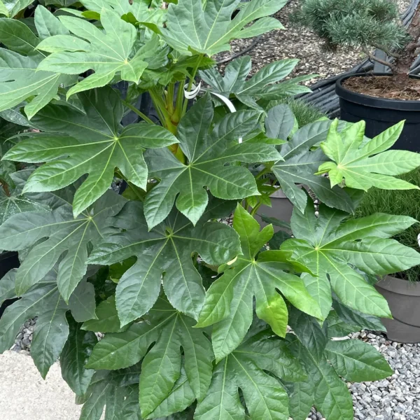 Fatsia japonica (Aralia sieboldii)