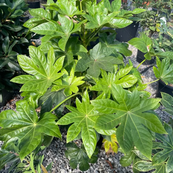 Fatsia japonica (Aralia sieboldii)