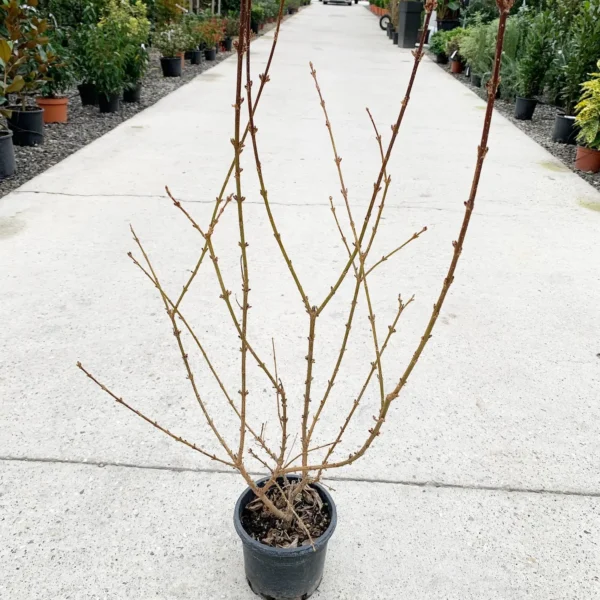Forsythia intermedia `Lynwood` (Forsitija)