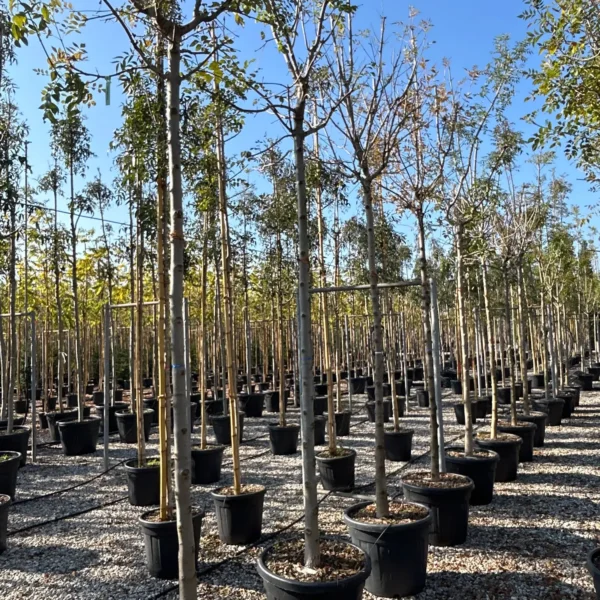 Fraxinus angustifolia (Poljski jesen)