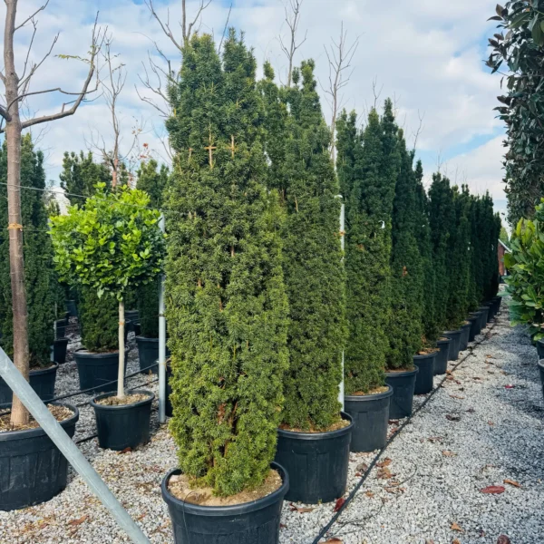 Taxus baccata 'Fastigiata Aurea' (Stebrasta tisa)