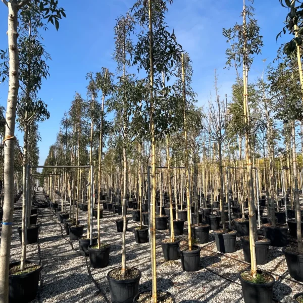 Fraxinus angustifolia 'Raywood' ( Poljski jesen)