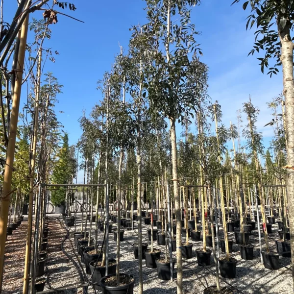 Fraxinus angustifolia 'Raywood' ( Poljski jesen)