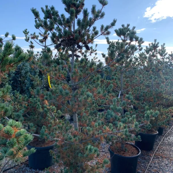 Pinus parviflora Negishi