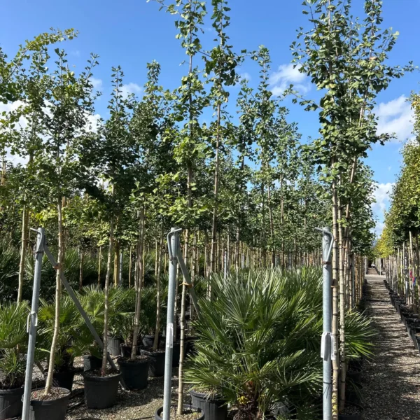 Ginkgo biloba (Dvokrpi ginko)