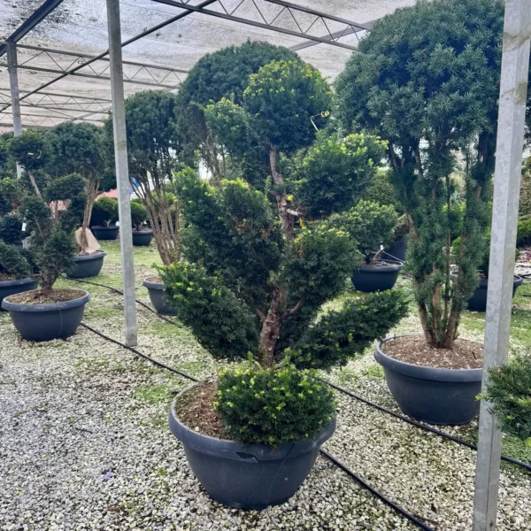 Taxus baccata (Navadna tisa)