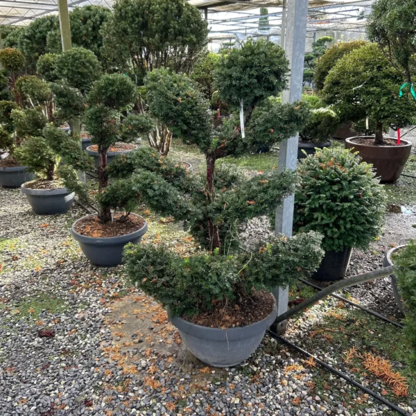 Taxus baccata (Navadna tisa)
