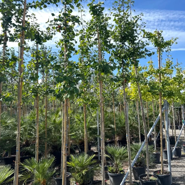 Ginkgo biloba (Dvokrpi ginko)