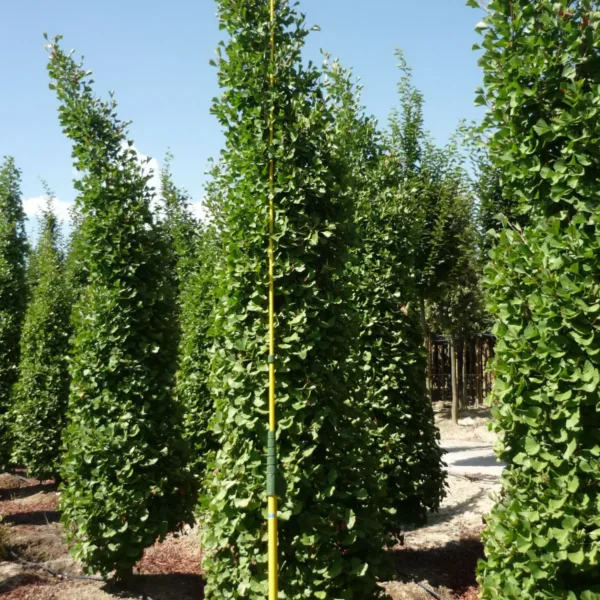 Ginkgo biloba (Dvokrpi ginko)