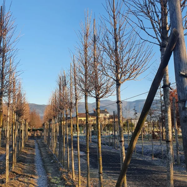 Ginkgo biloba 'Fastigiata Blagon' (Stebrasti ginko)