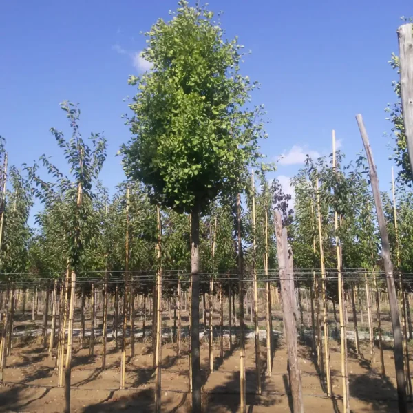 Ginkgo biloba 'Fastigiata Blagon' (Stebrasti ginko)