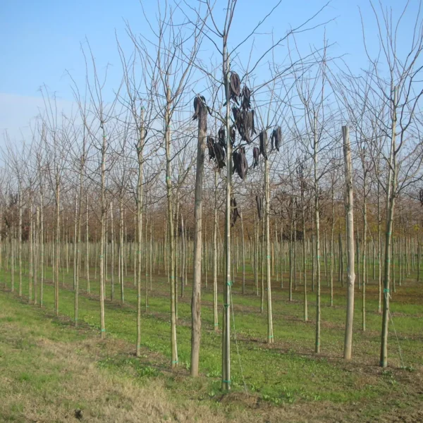 Gleditsia triacanthos 'Skyline' (Trnata gledičevka/Gledičija)